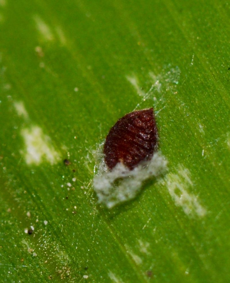 Oxalis corniculata / Acetosella dei campi